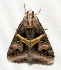 Drasteria grandirena