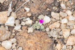 Frithia pulchra