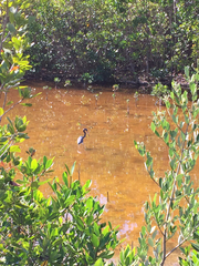 Egretta tricolor image