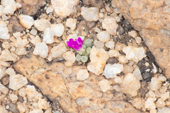 Frithia pulchra