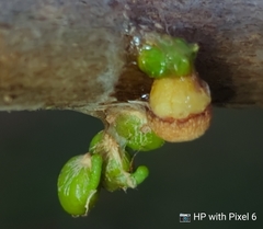 Viscum articulatum