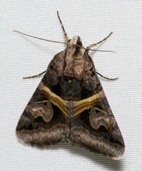 Drasteria grandirena