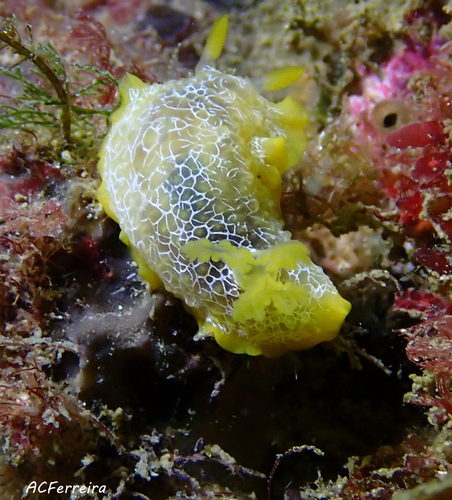 scribbled nudibranch