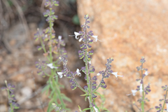 Orthosiphon aristatus