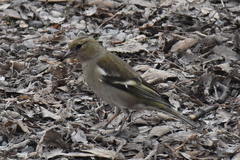 Fringilla coelebs