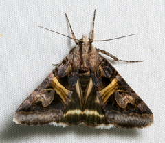 Drasteria grandirena