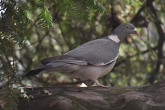 Columba palumbus
