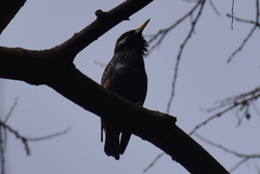 Sturnus vulgaris