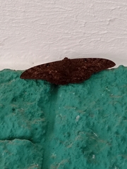 Lepidoptera