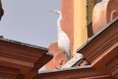 Ardea alba