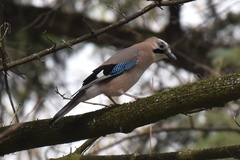 Garrulus glandarius