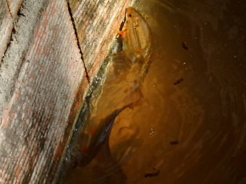 Achondrostoma oligolepis