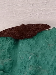 Lepidoptera