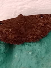Lepidoptera