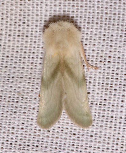 iNaturalist observation photo of Pale Nocloa