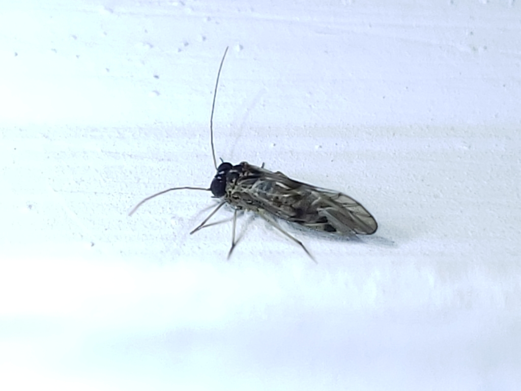 Indiopsocus texanus
