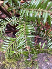 Taxus baccata