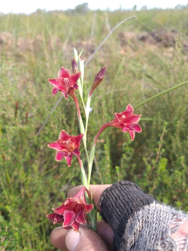 Image of Gladiolus emiliae by (c) kevin koen, some rights reserved (CC BY-SA)
