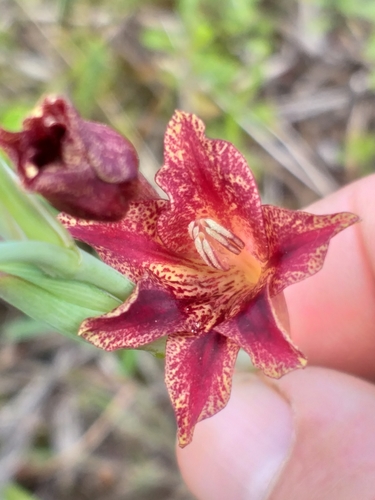 Image of Gladiolus emiliae by (c) kevin koen, some rights reserved (CC BY-SA)