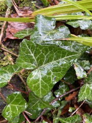 Hedera helix
