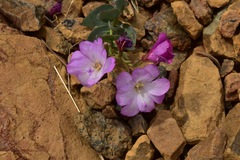 Epilobium siskiyouense