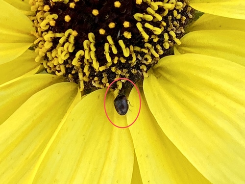 iNaturalist observation photo of Beetles