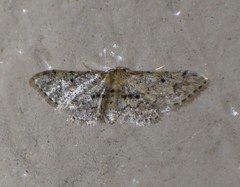Idaea pervertipennis