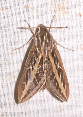 iNaturalist observation photo of White-lined Sphinx