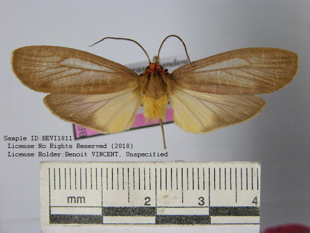 Stidzaeras strigifera