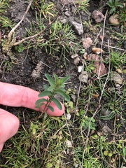 Hypericum perforatum perforatum