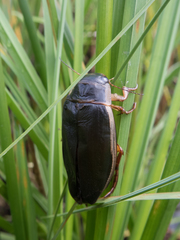 Dytiscus marginalis