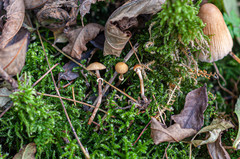Conocybe blattaria