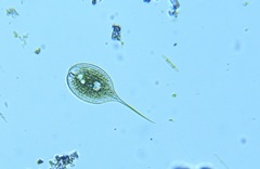 Phacus longicauda