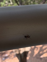 Camponotus inaequalis