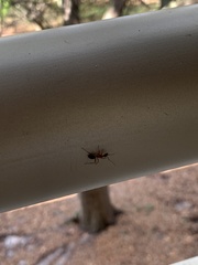 Camponotus inaequalis