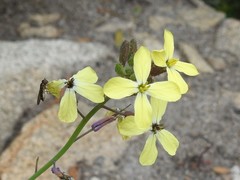 Coincya monensis cheiranthos
