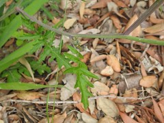 Coincya monensis cheiranthos