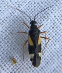 Dryophilocoris flavoquadrimaculatus