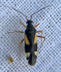 Dryophilocoris flavoquadrimaculatus