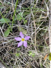 Sabatia grandiflora