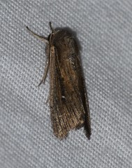 Leucania subpunctata