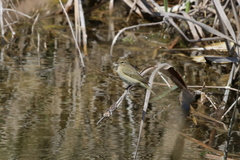 Phylloscopus collybita