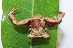 Thomisus scrupeus