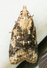 Platynota exasperatana