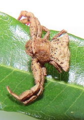 Thomisus scrupeus