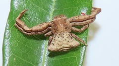 Thomisus scrupeus