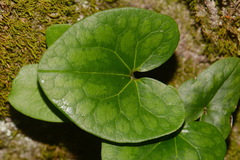 Hexastylis contracta
