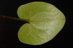 Hexastylis contracta