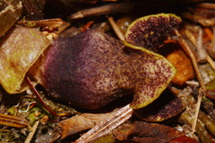 Hexastylis contracta