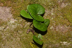 Hexastylis contracta